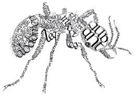 Calligram ant by inky-la-reve